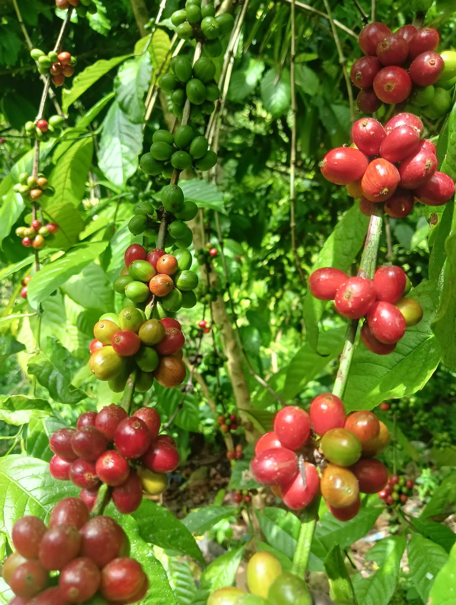 Growing stage of Gensan coffee