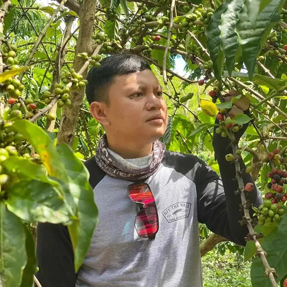 Harvesting stage of Gensan coffee