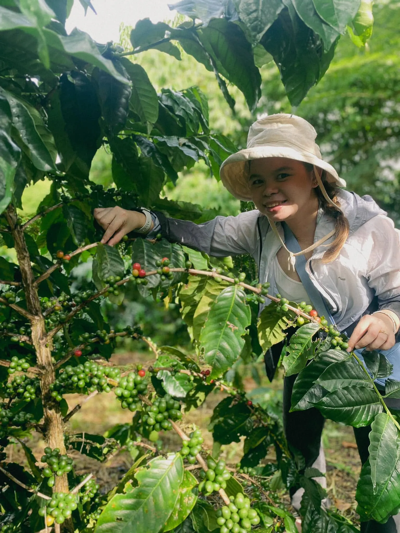 Freshly picked coffee cherries during harvest