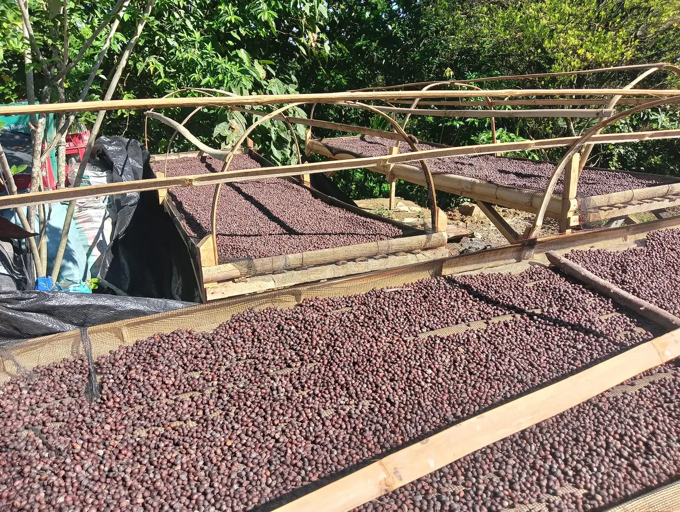 Processing stage of Gensan coffee